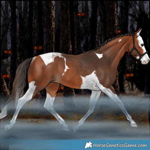 Horse Color:Bay Splash Tobiano Rabicano