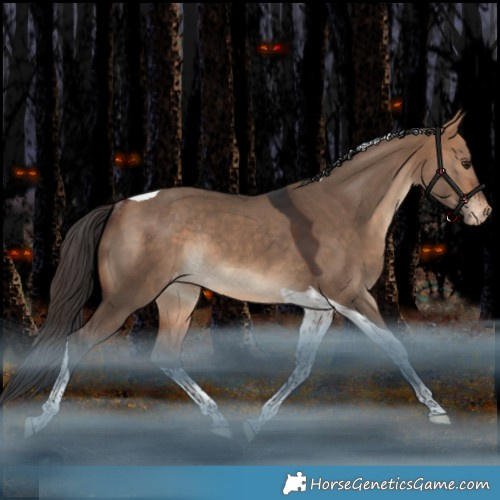 Horse Color:Bay Dun Tobiano Appaloosa Rabicano 