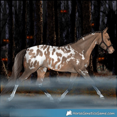 Horse Color:White Spotted Bay Dun Tobiano Appaloosa Rabicano
