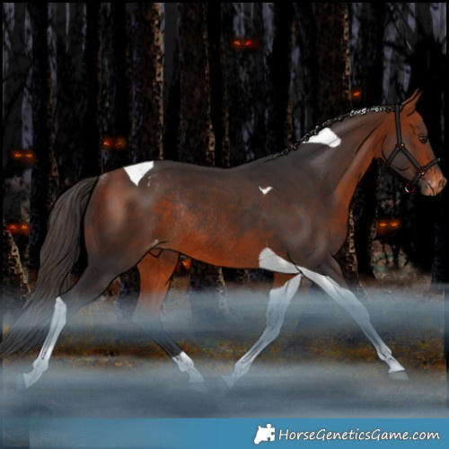 Horse Color:Bay Tobiano Appaloosa Rabicano 