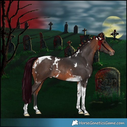 Horse Color:White Spotted Bay Tobiano Rabicano 