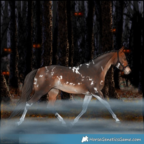 Horse Color:White Spotted Bay Tobiano Rabicano