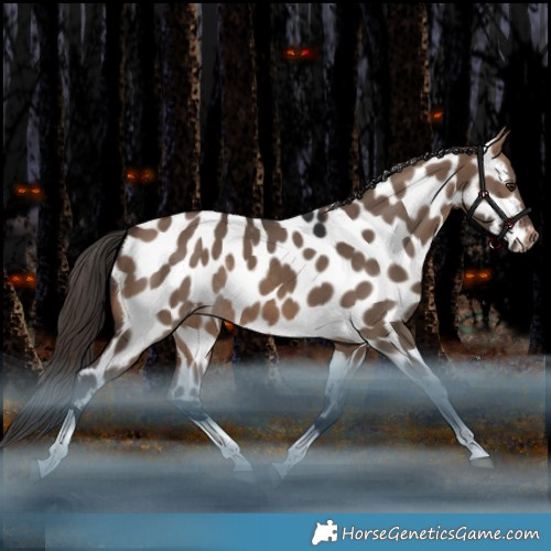 Horse Color:Brown Dun Tobiano Near Leopard Rabicano