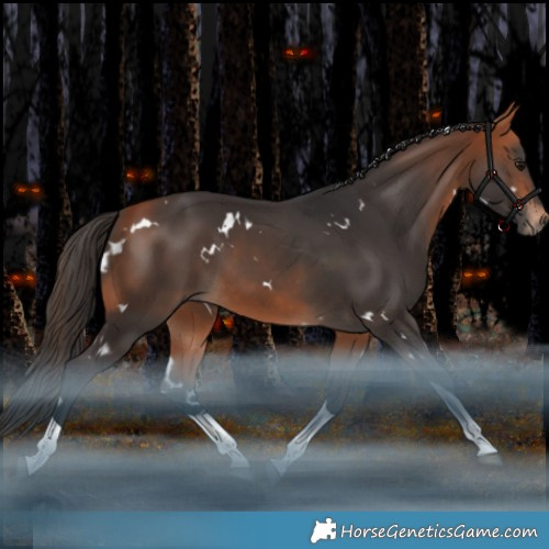 Horse Color:White Spotted Bay Tobiano Rabicano