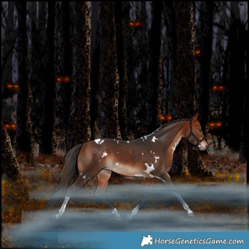 Horse Color:White Spotted Bay Tobiano Rabicano