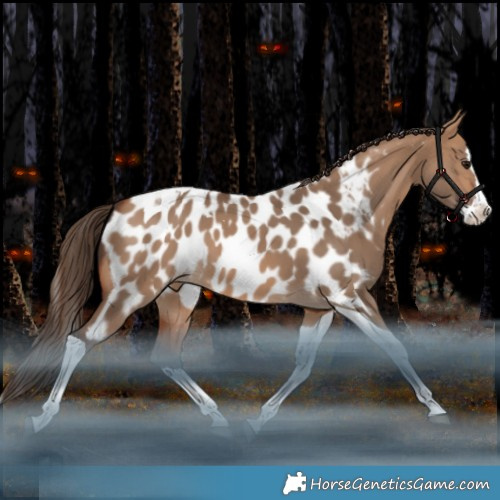 Horse Color:Bay Dun Splash Tobiano Near Leopard Rabicano