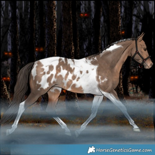 Horse Color:Bay Dun Tobiano Appaloosa Rabicano 