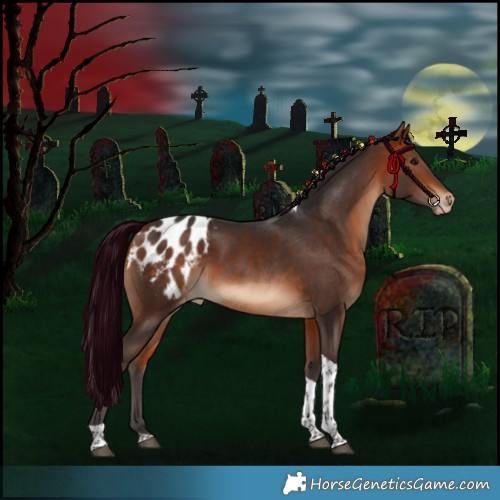 Horse Color:Bay Tobiano Appaloosa Rabicano