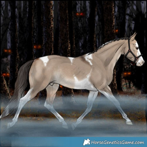 Horse Color:Bay Dun Splash Tobiano Rabicano