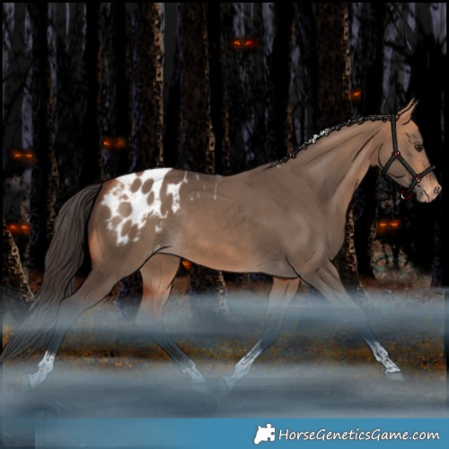 Horse Color:Bay Dun Tobiano Appaloosa Rabicano 