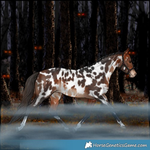 Horse Color:White Spotted Bay Tobiano Appaloosa Rabicano 