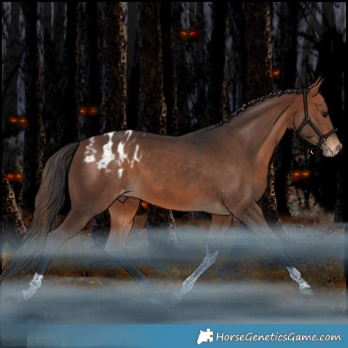 Horse Color:Bay Tobiano Blanket Rabicano