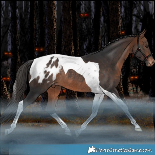 Horse Color:Bay Tobiano Appaloosa Rabicano 