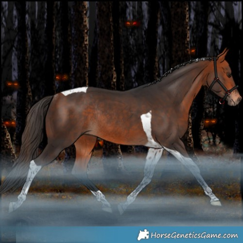Horse Color:Bay Tobiano Rabicano 