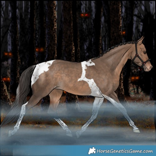 Horse Color:Bay Dun Tobiano Appaloosa Rabicano 
