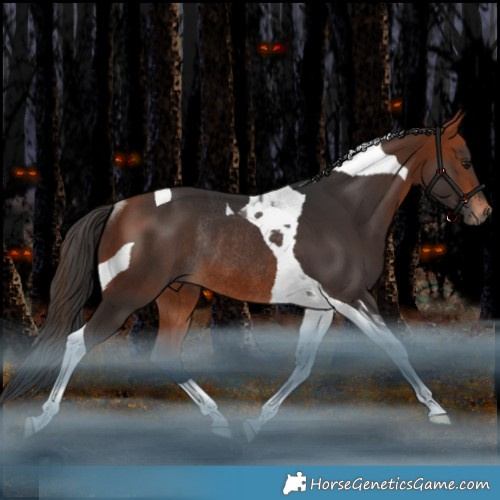 Horse Color:Bay Tobiano Rabicano 