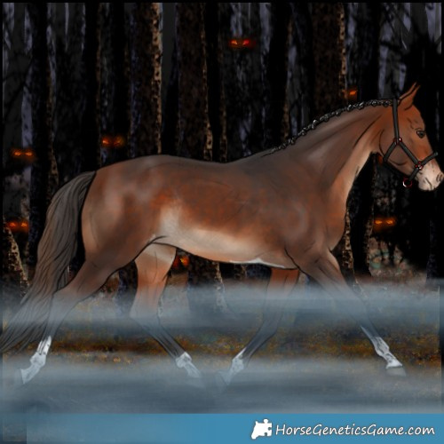 Horse Color:Bay Tobiano Appaloosa Rabicano 
