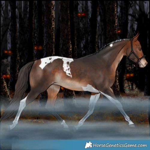 Horse Color:Bay Tobiano Appaloosa Rabicano 