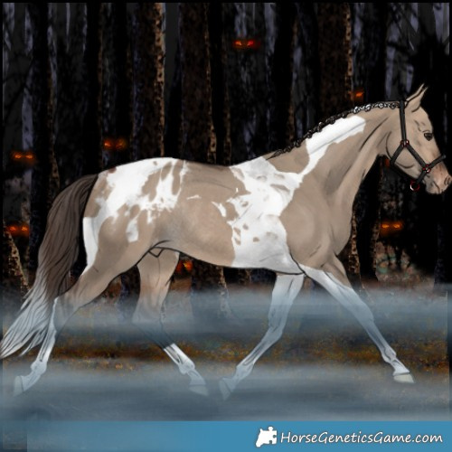 Horse Color:Bay Dun Tobiano Appaloosa Rabicano 