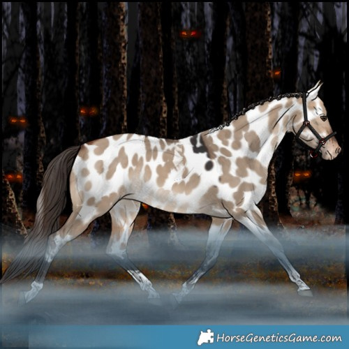 Horse Color:Bay Dun Tobiano Appaloosa Rabicano 