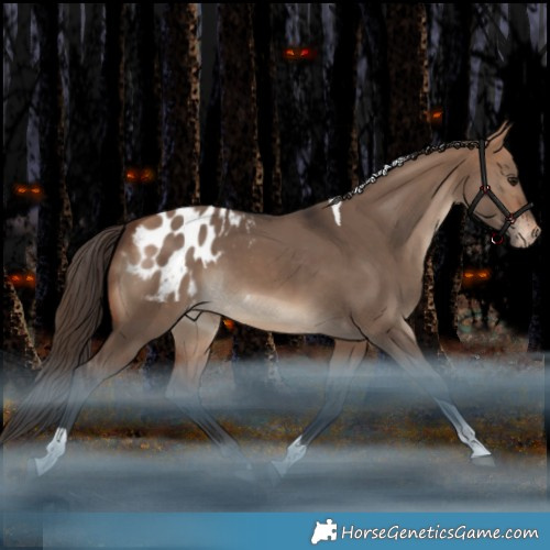 Horse Color:Bay Dun Tobiano Appaloosa Rabicano 