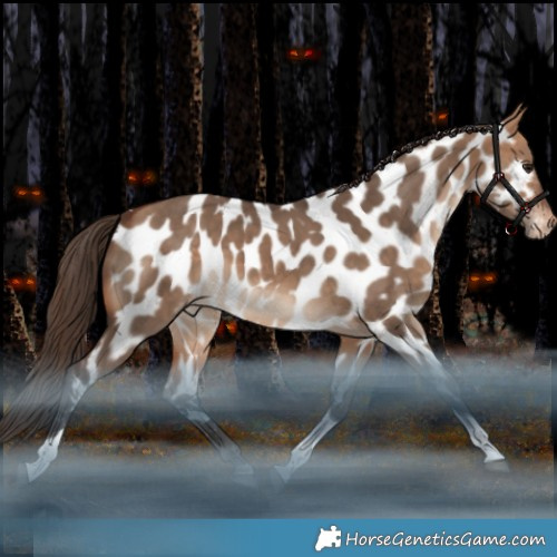 Horse Color:Bay Dun Tobiano Appaloosa Rabicano 