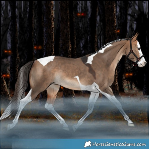 Horse Color:Bay Dun Splash Tobiano Rabicano 
