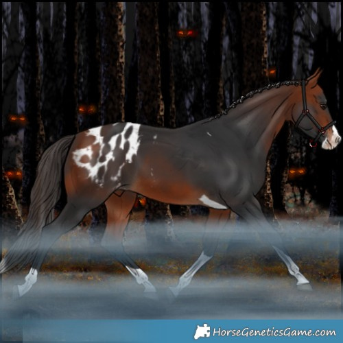 Horse Color:Bay Splash Tobiano Appaloosa 