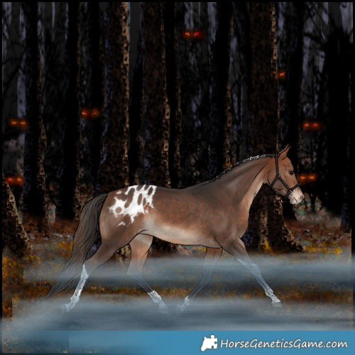 Horse Color:Bay Tobiano Appaloosa Rabicano