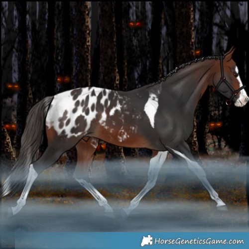 Horse Color:Bay Splash Tobiano Appaloosa Rabicano