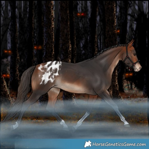 Horse Color:Bay Tobiano Appaloosa Rabicano
