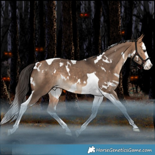 Horse Color:White Spotted Bay Dun Splash Tobiano Rabicano