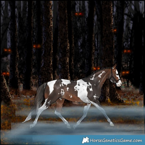 Horse Color:White Spotted Bay Splash Tobiano Rabicano 
