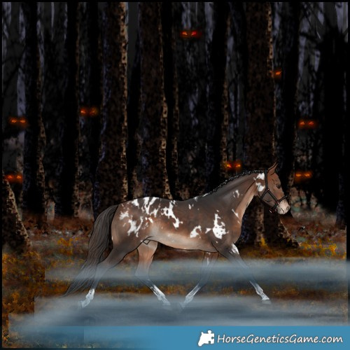 Horse Color:White Spotted Bay Tobiano Appaloosa Rabicano