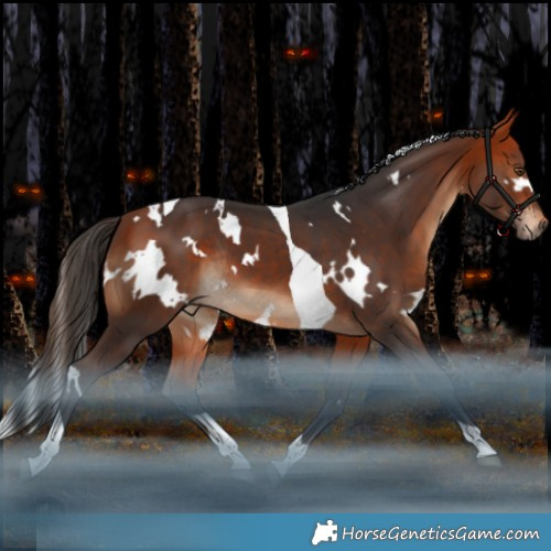 Horse Color:White Spotted Bay Tobiano Rabicano 