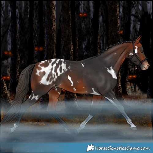 Horse Color:White Spotted Bay Tobiano Blanket Rabicano