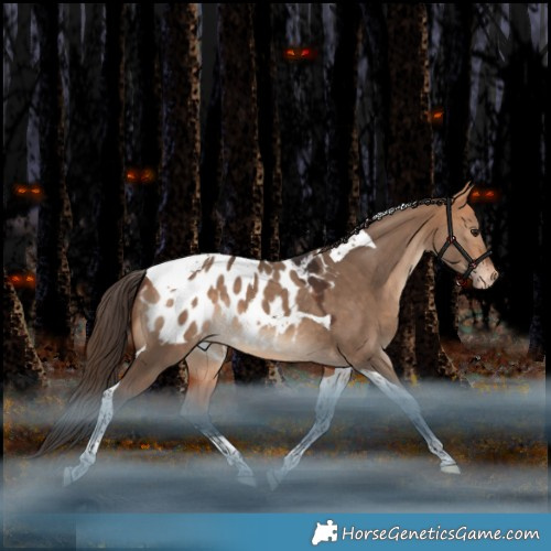 Horse Color:Bay Dun Tobiano Appaloosa Rabicano 