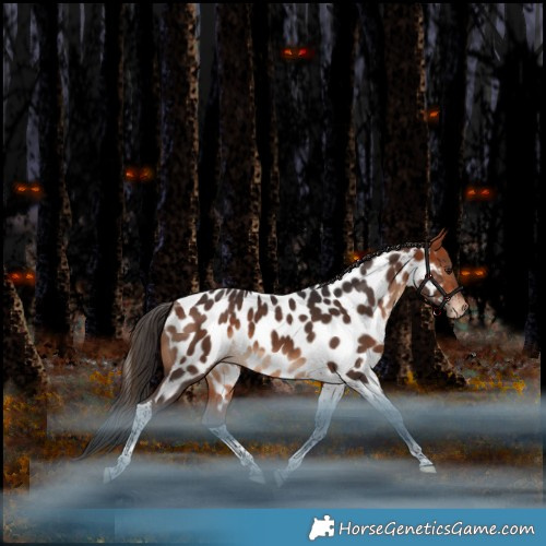 Horse Color:Bay Tobiano Appaloosa Rabicano