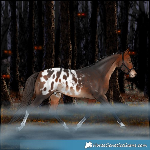 Horse Color:Bay Tobiano Blanket Rabicano 