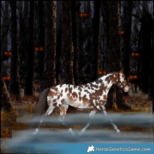 Horse Color:White Spotted Bay Tobiano Appaloosa Rabicano 