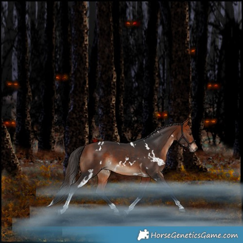 Horse Color:White Spotted Bay Tobiano Rabicano
