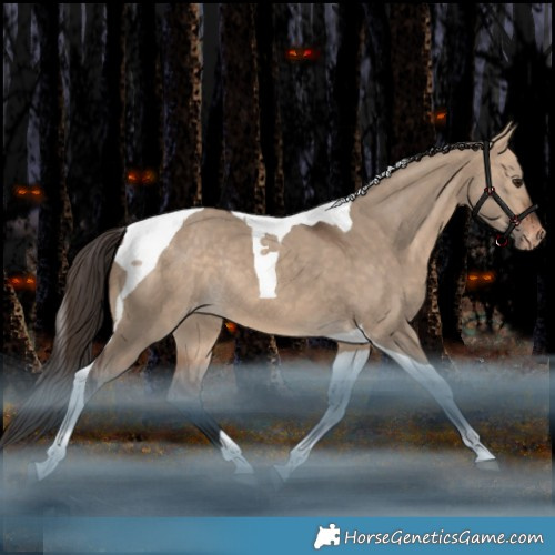 Horse Color:Bay Dun Tobiano Appaloosa Rabicano