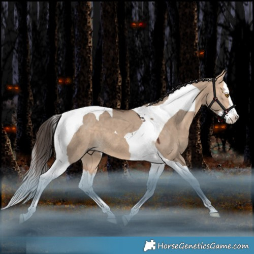Horse Color:Bay Dun Splash Tobiano 
