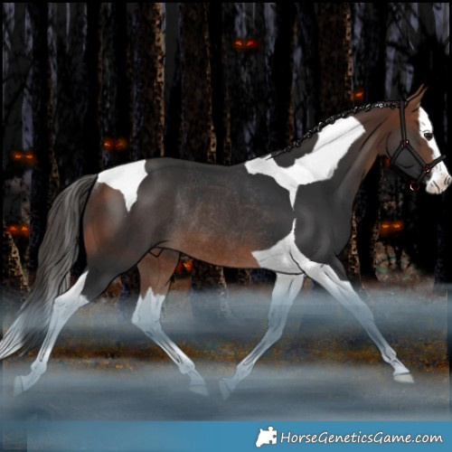 Horse Color:Bay Splash Tobiano Rabicano 