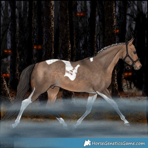 Horse Color:Bay Dun Tobiano Rabicano 