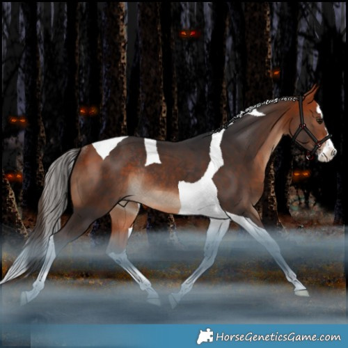 Horse Color:Bay Splash Tobiano Rabicano 