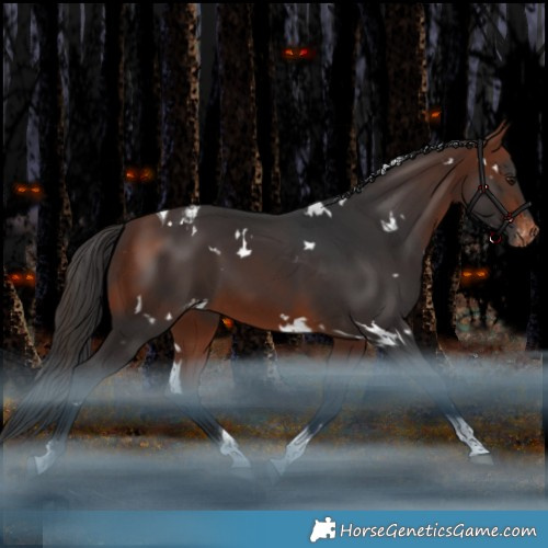 Horse Color:White Spotted Bay Tobiano Appaloosa Rabicano 