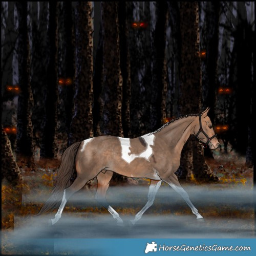 Horse Color:Bay Dun Tobiano Appaloosa Rabicano 