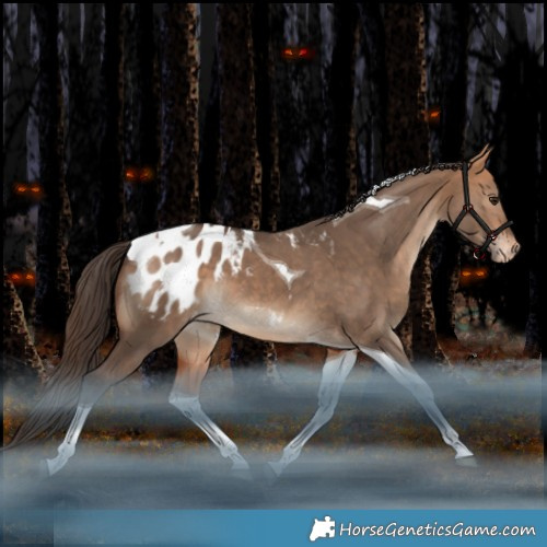 Horse Color:Bay Dun Tobiano Appaloosa 