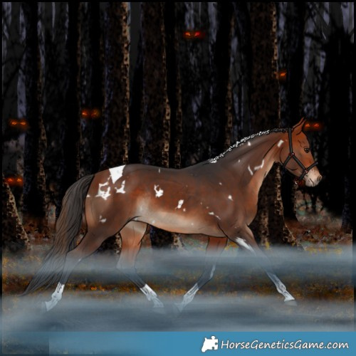 Horse Color:White Spotted Bay Tobiano Rabicano